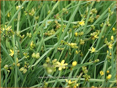 Sisyrinchium californicum | Bieslelie