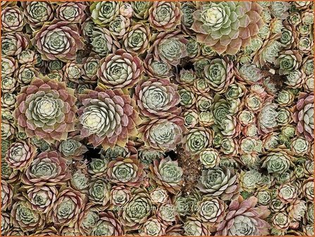 Sempervivum &#039;Triste&#039; | Huislook, Donderblad