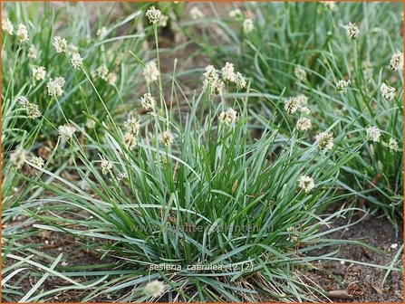 Sesleria caerulea | Blauwgras