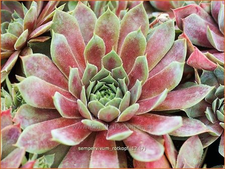 Sempervivum &#039;Rotkopf&#039; | Huislook, Donderblad