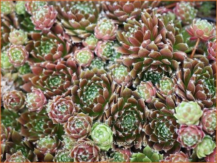 Sempervivum &#039;Silberkarneol&#039; | Huislook, Donderblad