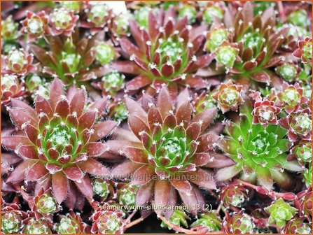 Sempervivum &#039;Silberkarneol&#039; | Huislook, Donderblad