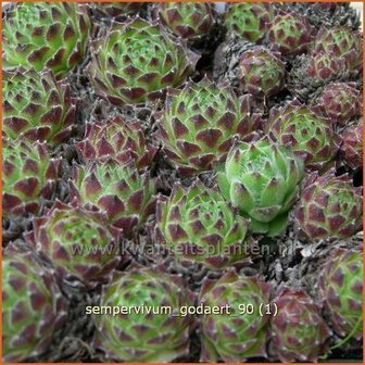 Sempervivum &#039;Godaert&#039; | Huislook, Donderblad