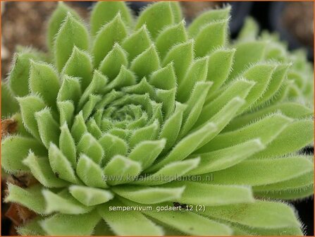 Sempervivum &#039;Godaert&#039; | Huislook, Donderblad