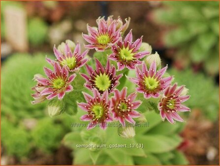 Sempervivum &#039;Godaert&#039; | Huislook, Donderblad