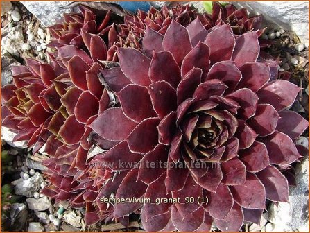 Sempervivum &#039;Granat&#039; | Huislook, Donderblad