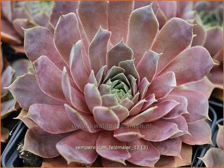 Sempervivum &#039;Feldmaier&#039; | Huislook, Donderblad