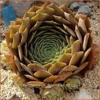 Sempervivum &#039;Feldmaier&#039; | Huislook, Donderblad