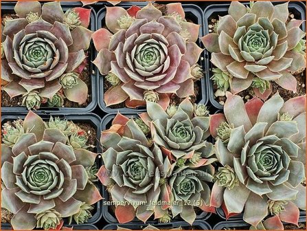 Sempervivum &#039;Feldmaier&#039; | Huislook, Donderblad