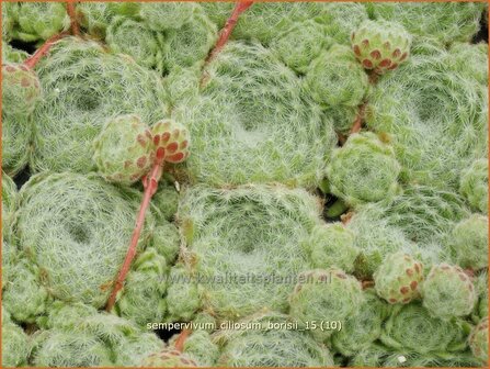 Sempervivum ciliosum borisii | Huislook, Donderblad