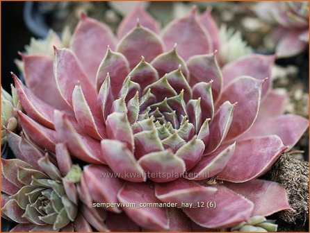 Sempervivum &#039;Commander Hay&#039; | Huislook, Donderblad