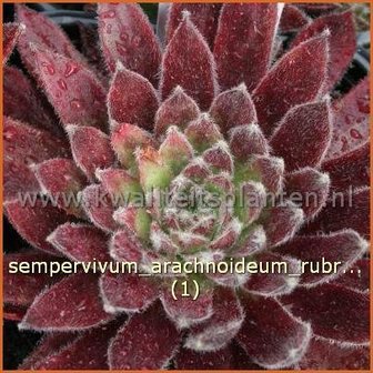 Sempervivum arachnoideum &#039;Rubrum&#039; | Huislook, Donderblad, Spinnenwebhuislook