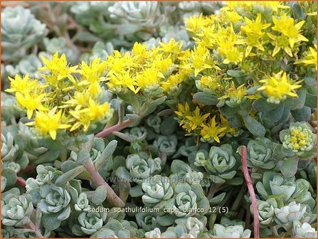 Sedum spathulifolium &#039;Cape Blanco&#039; | Hemelsleutel, Vetkruid