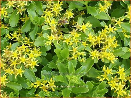 Sedum kamtschaticum | Hemelsleutel, Vetkruid, Kamtsjatka muurpeper