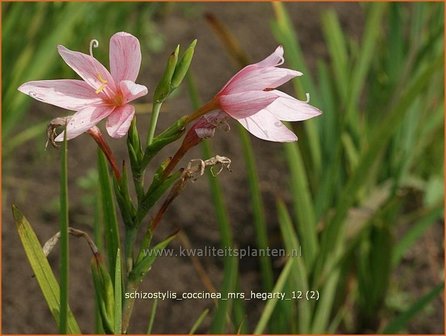 Schizostylis coccinea &#039;Mrs Hegarty&#039; | Moerasgladiool, Kafferlelie