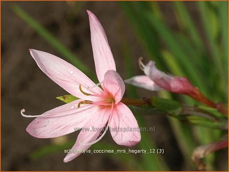 Schizostylis coccinea &#039;Mrs Hegarty&#039; | Moerasgladiool, Kafferlelie