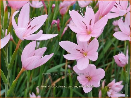 Schizostylis coccinea &#039;Mrs Hegarty&#039; | Moerasgladiool, Kafferlelie