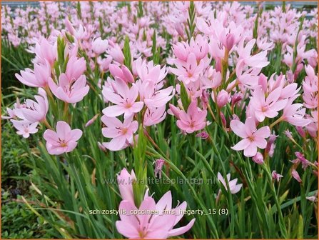 Schizostylis coccinea &#039;Mrs Hegarty&#039; | Moerasgladiool, Kafferlelie