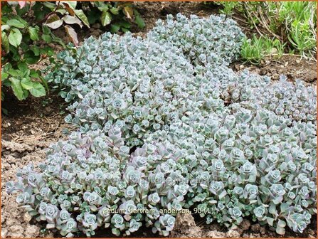 Sedum &#039;Bertram Anderson&#039; | Hemelsleutel, Vetkruid