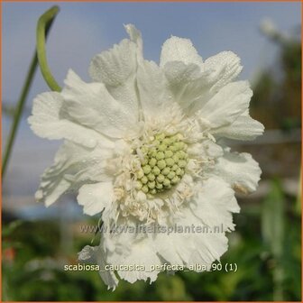 Scabiosa caucasica &#039;Perfecta Alba&#039; | Duifkruid, Schurftkruid, Kaukasisch duifkruid