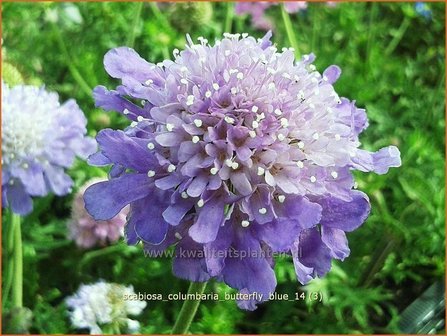 Scabiosa columbaria &#039;Butterfly Blue&#039; | Duifkruid, Schurftkruid