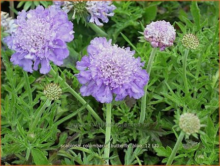 Scabiosa columbaria &#039;Butterfly Blue&#039; | Duifkruid, Schurftkruid