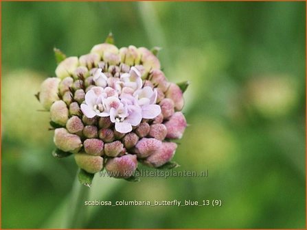 Scabiosa columbaria &#039;Butterfly Blue&#039; | Duifkruid, Schurftkruid