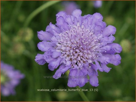 Scabiosa columbaria &#039;Butterfly Blue&#039; | Duifkruid, Schurftkruid