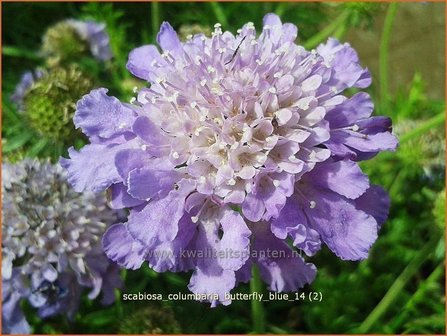 Scabiosa columbaria &#039;Butterfly Blue&#039; | Duifkruid, Schurftkruid