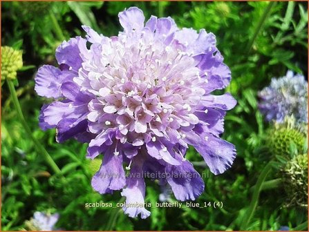 Scabiosa columbaria &#039;Butterfly Blue&#039; | Duifkruid, Schurftkruid