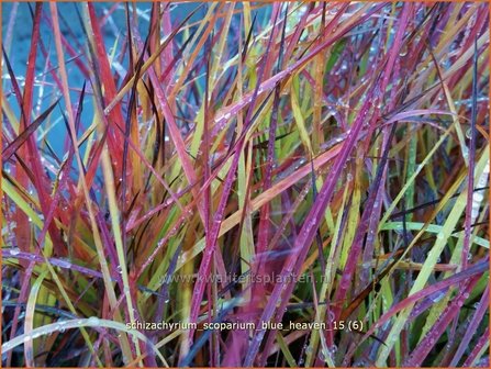 Schizachyrium scoparium 'Blue Heaven' | Klein prairiegras