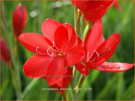 Schizostylis coccinea &#039;Major&#039; | Moerasgladiool, Kafferlelie | Spaltgriffel