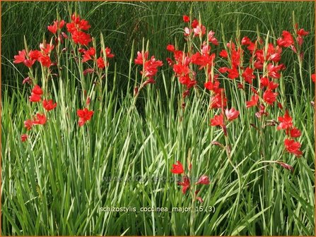 Schizostylis coccinea &#039;Major&#039; | Moerasgladiool, Kafferlelie | Spaltgriffel