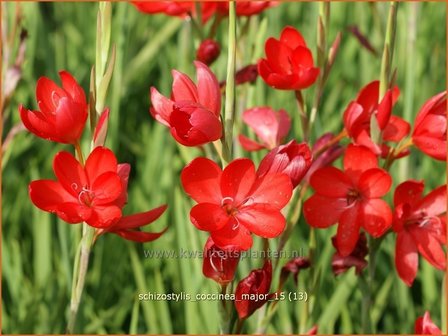 Schizostylis coccinea &#039;Major&#039; | Moerasgladiool, Kafferlelie | Spaltgriffel