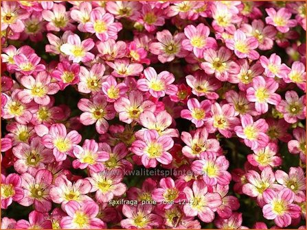Saxifraga &#039;Pixie Rose&#039; | Steenbreek, Mossteenbreek