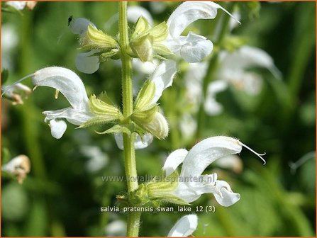 Salvia pratensis &#039;Swan Lake&#039; | Veldsalie