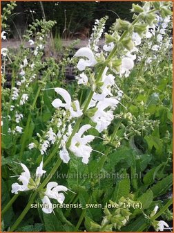 Salvia pratensis &#039;Swan Lake&#039; | Veldsalie