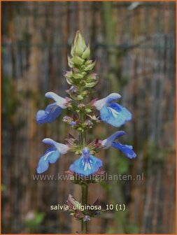 Salvia sclarea var. turkestanica | Scharlei, Muskaatsalie, Salie, Salvia | Muskateller-Salbei | Clary Sage