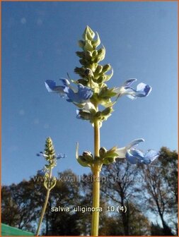 Salvia sclarea var. turkestanica | Scharlei, Muskaatsalie, Salie, Salvia | Muskateller-Salbei | Clary Sage