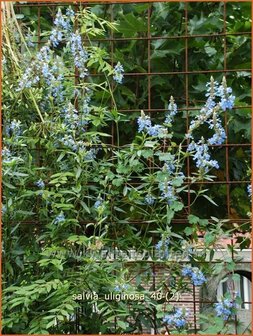 Salvia sclarea var. turkestanica | Scharlei, Muskaatsalie, Salie, Salvia | Muskateller-Salbei | Clary Sage