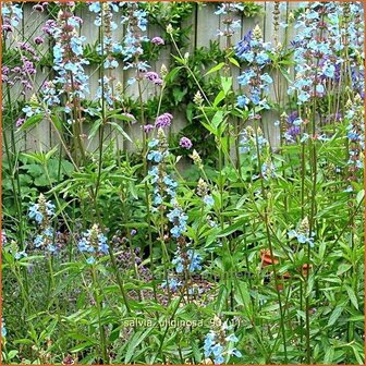 Salvia sclarea var. turkestanica | Scharlei, Muskaatsalie, Salie, Salvia | Muskateller-Salbei | Clary Sage