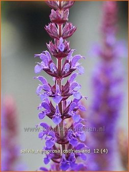 Salvia nemorosa &#039;Ostfriesland&#039; | Salie, Salvia