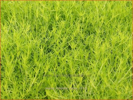 Sagina subulata 'Aurea' | Vetmuur