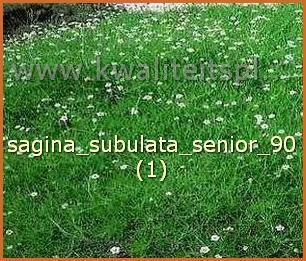 Sagina subulata &#039;Senior&#039; | Vetmuur
