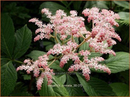 Rodgersia pinnata | Schout-bij-nacht, Kijkblad