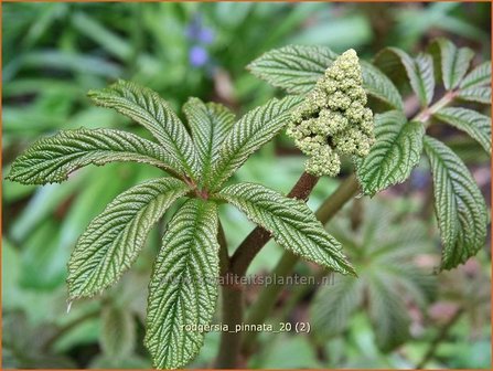 Rodgersia pinnata | Schout-bij-nacht, Kijkblad