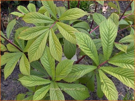 Rodgersia pinnata | Schout-bij-nacht, Kijkblad