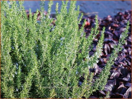Rosmarinus officinalis &#039;Capri&#039; | Rozemarijn | Rosmarin