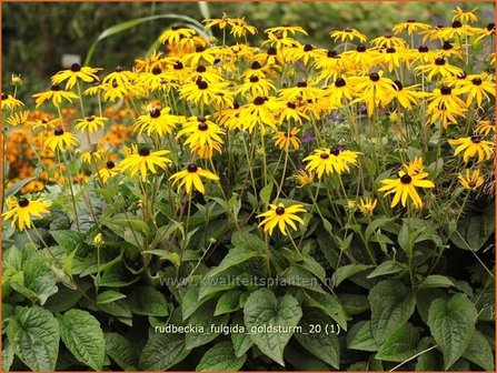 Rudbeckia fulgida &#039;Goldsturm&#039; | Zonnehoed