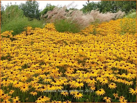 Rudbeckia fulgida &#039;Goldsturm&#039; | Zonnehoed